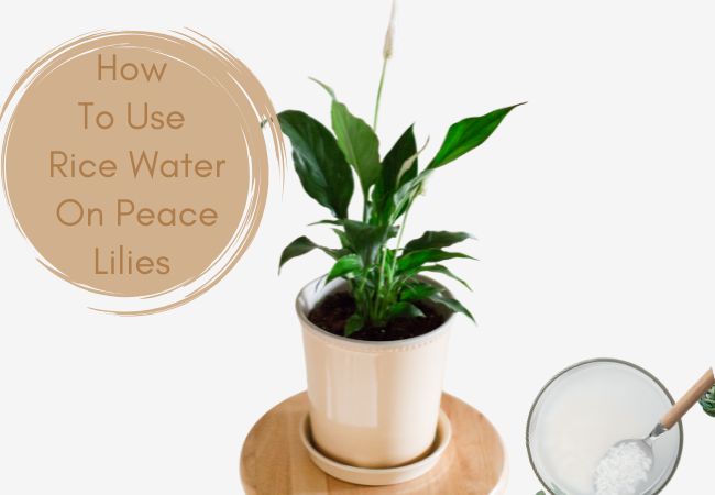 How To Use Rice Water On Peace Lily