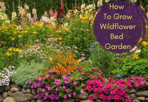How To Grow Wildflower Bed Garden Ideas