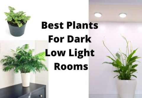 Best Plants For Dark Low Light Rooms