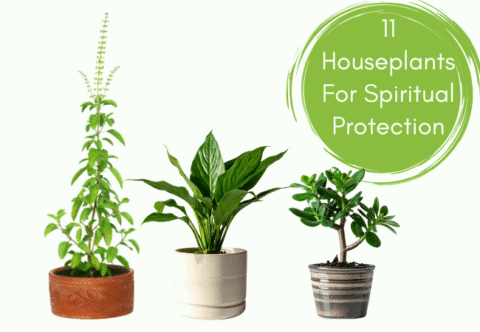 11 Houseplants For Spiritual Protection