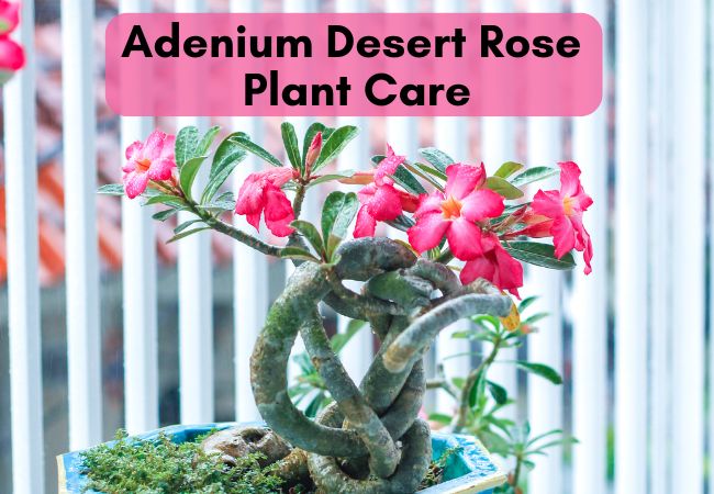 Adenium Desert Rose Plant Care
