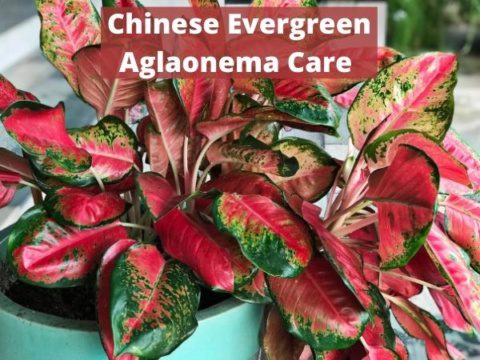 Chinese Evergreen aglaonema plant care