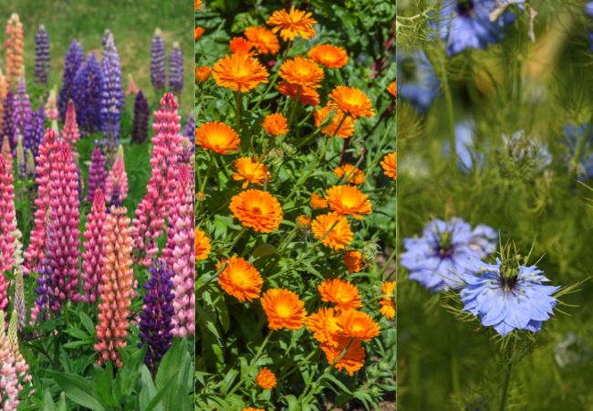 10 Flowers to Sow in October and November
