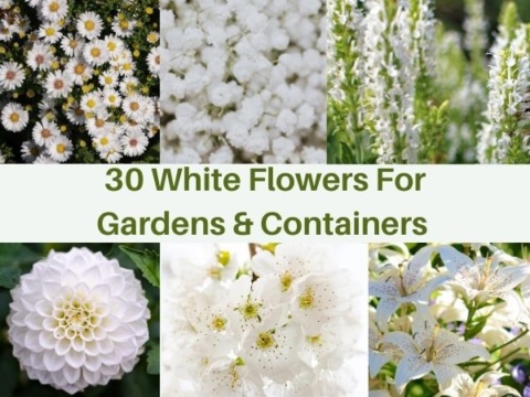 30 White Flowers For Gardens and Containers