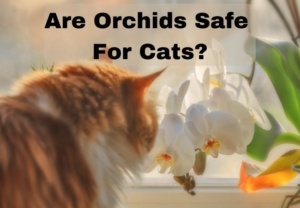 As orquídeas são seguras para gatos?