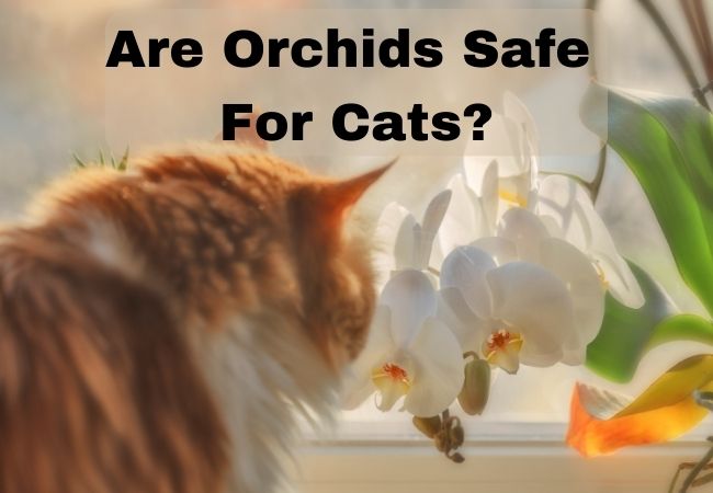 Are Orchids Safe for Cats
