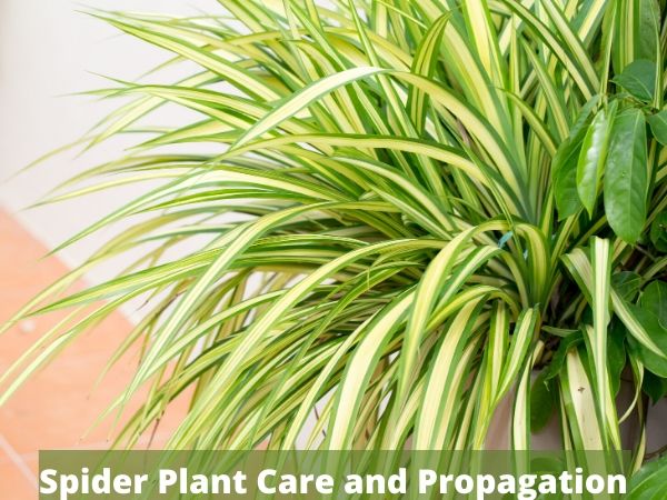 Guia de cuidados e propagação de plantas aranha