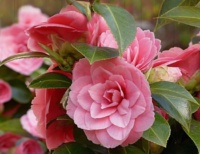 How To Grow And Care For Camellia Flowers