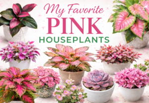 Minhas 11 plantas de casa rosa favoritas