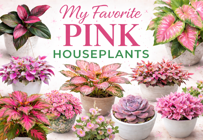 Minhas 11 plantas de casa rosa favoritas