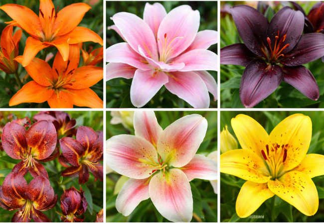 Variedades de lírios: tipos, características e usos