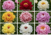 Variedades de peônias: tipos, cores e flores